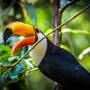 toucan.jpg